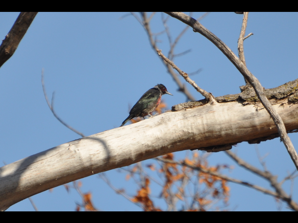 DSC_0061b.JPG