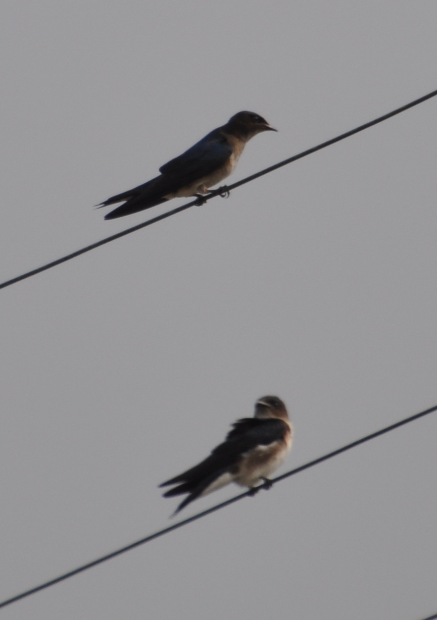 DSC_0139b.JPG