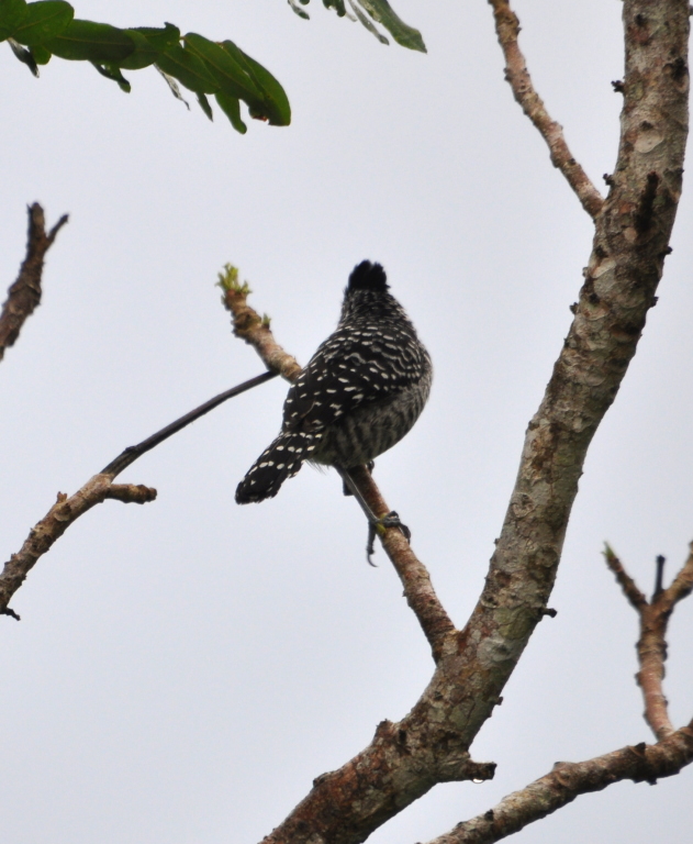 DSC_0065b.JPG