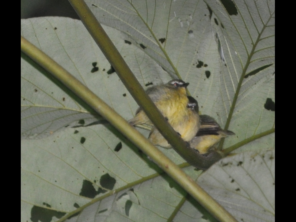 DSC_0047b.JPG