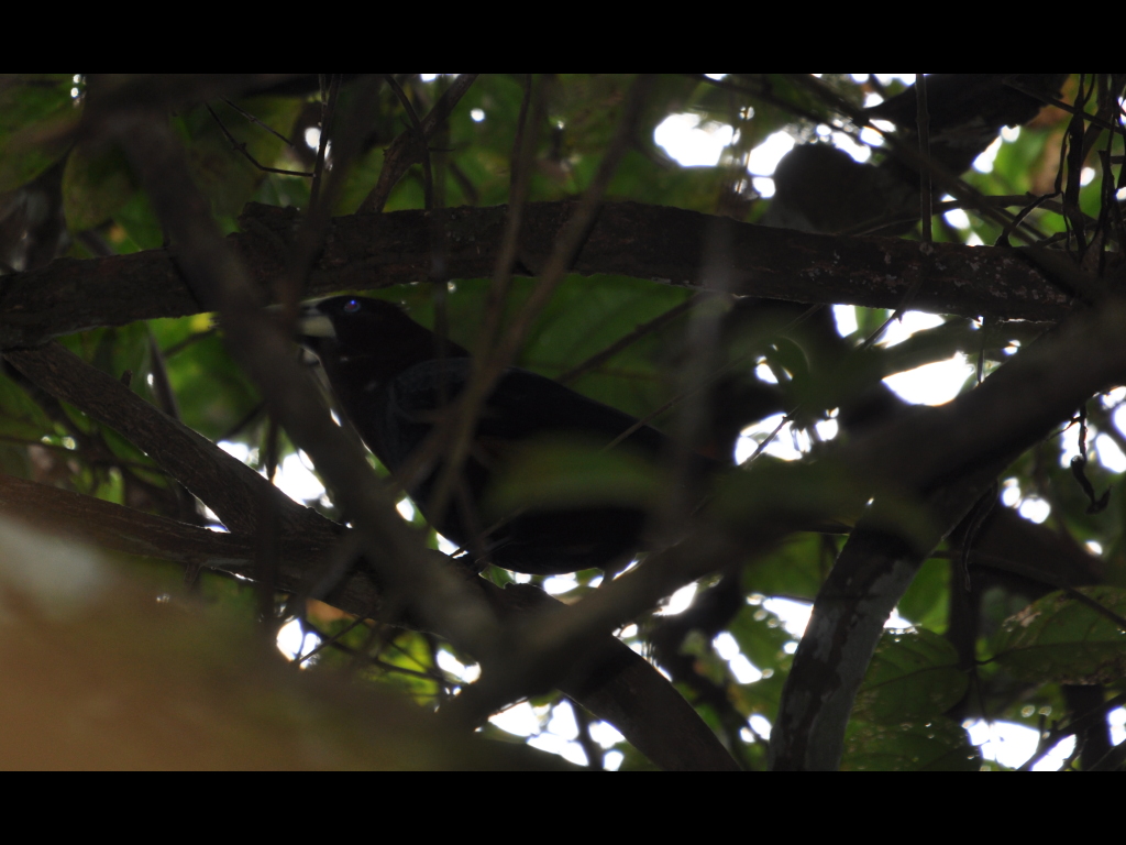 DSC_0288b.JPG