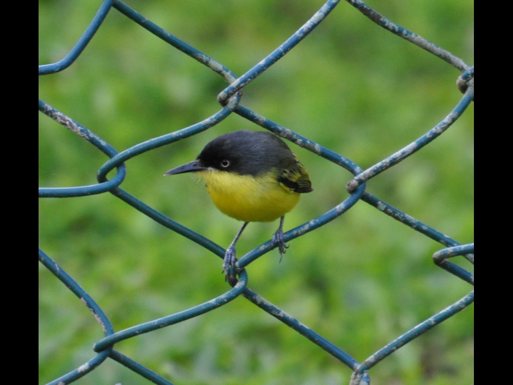 DSC_0196b.JPG