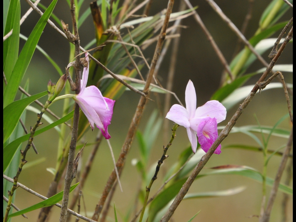 DSC_0187b.JPG