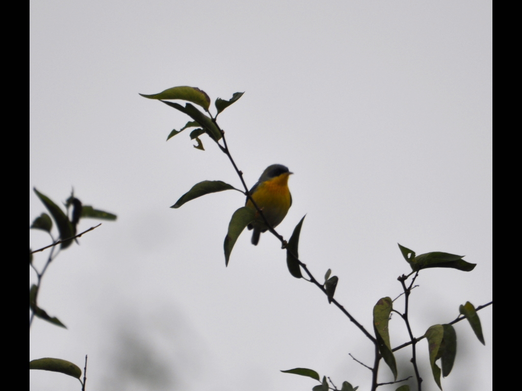 DSC_0177b.JPG