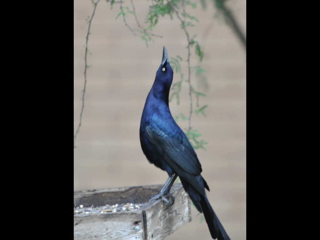 DSC_0250b.JPG