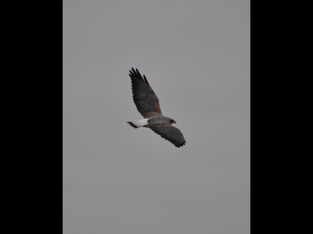 DSC_0811b.JPG