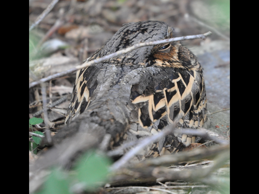 DSC_0037b.JPG