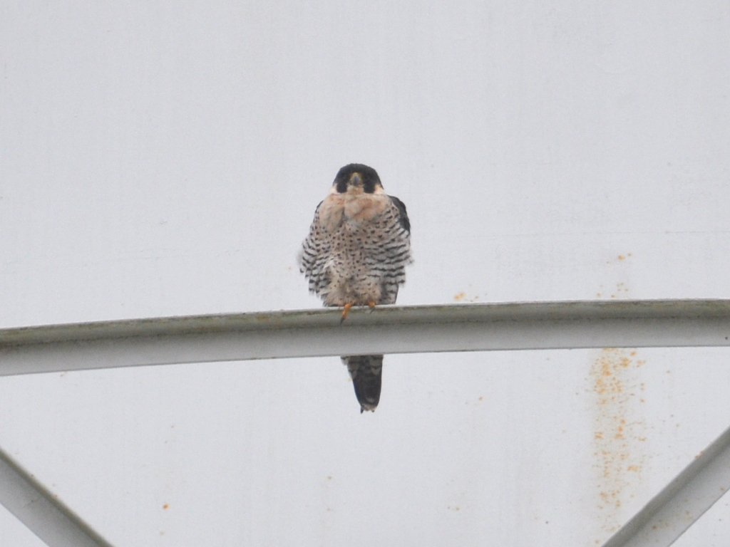 DSC_0136b.JPG