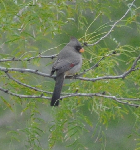 DSC_0746b.JPG