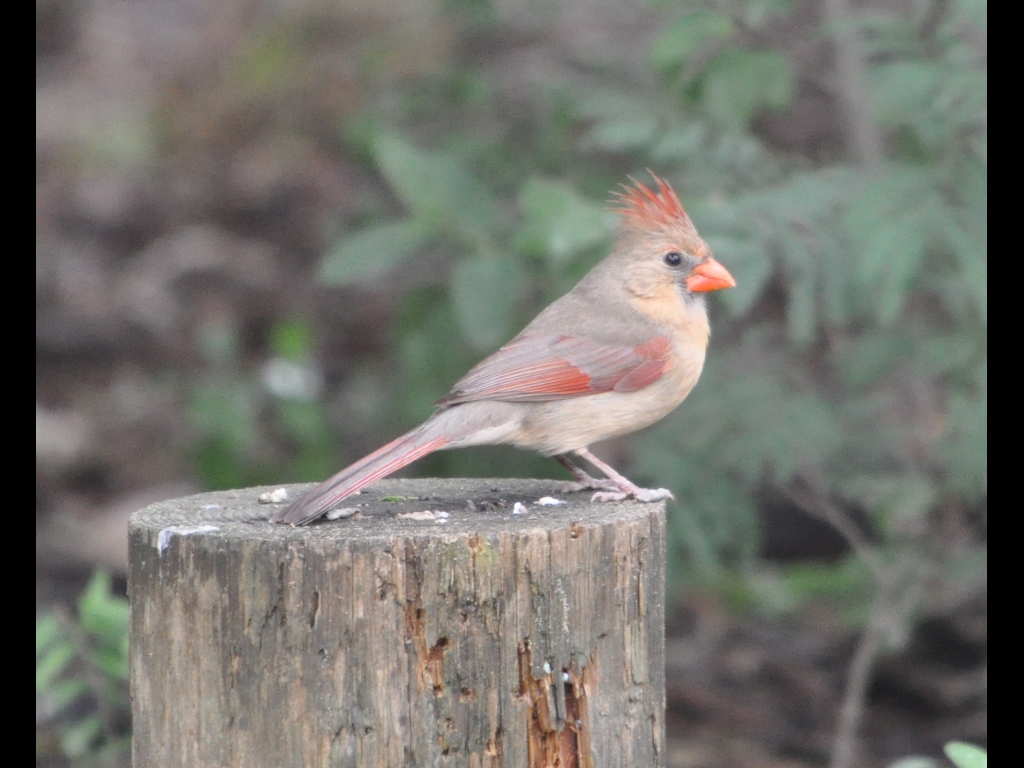 DSC_0905b.JPG