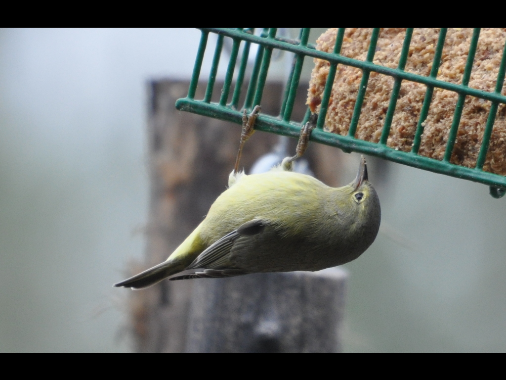 DSC_0952b.JPG