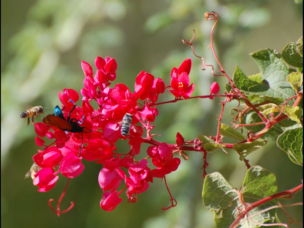 DSC_2560b.JPG