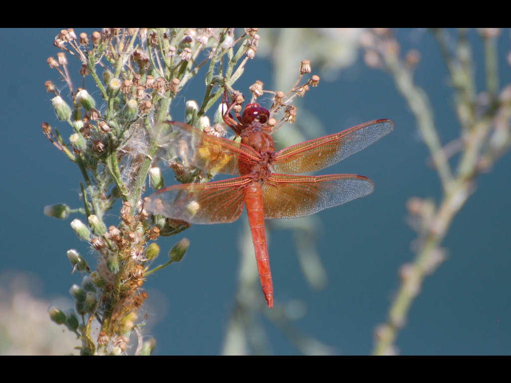 DSC_2635b.JPG