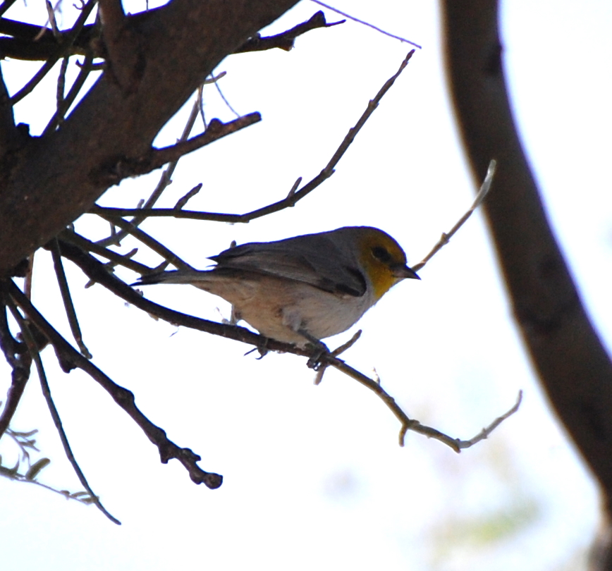 DSC_2711b.JPG