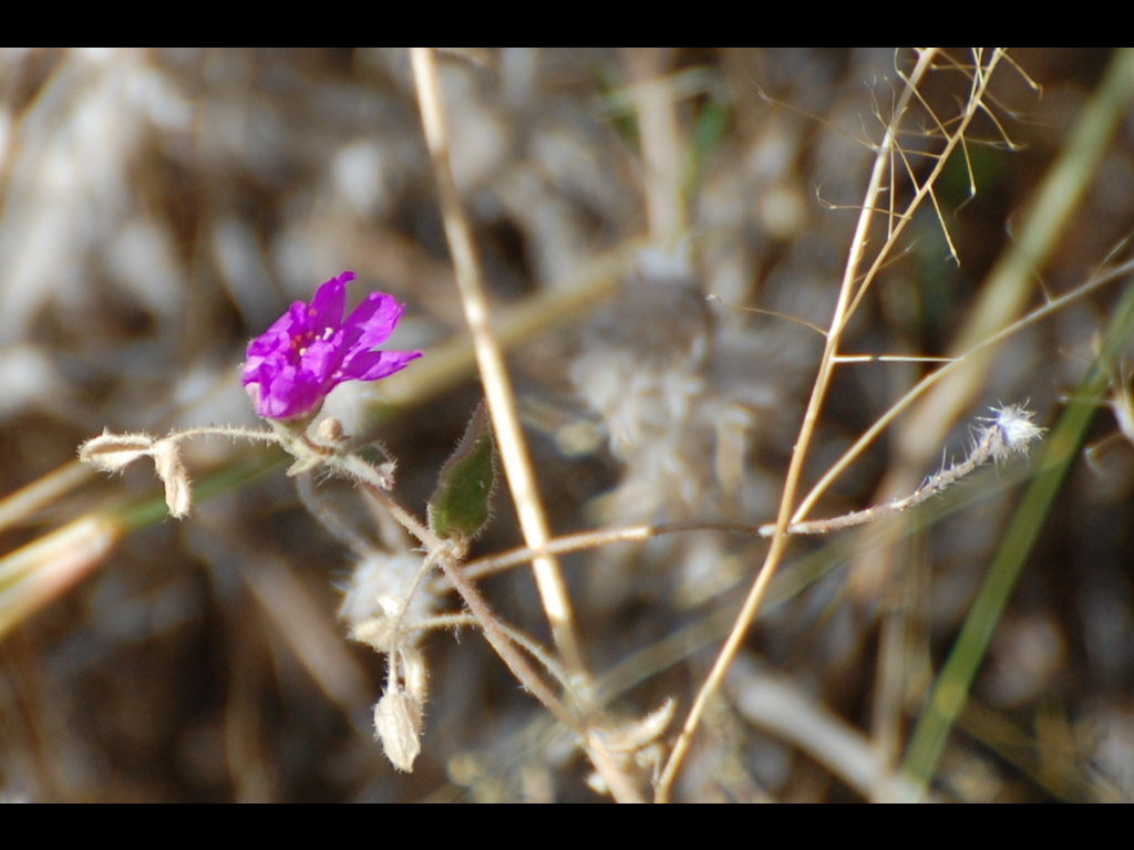 DSC_2806b.JPG