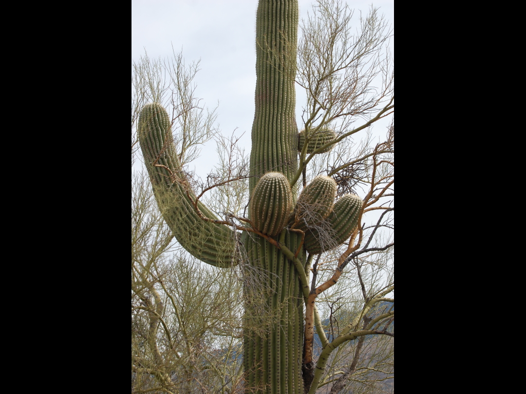 DSC_2919b.JPG