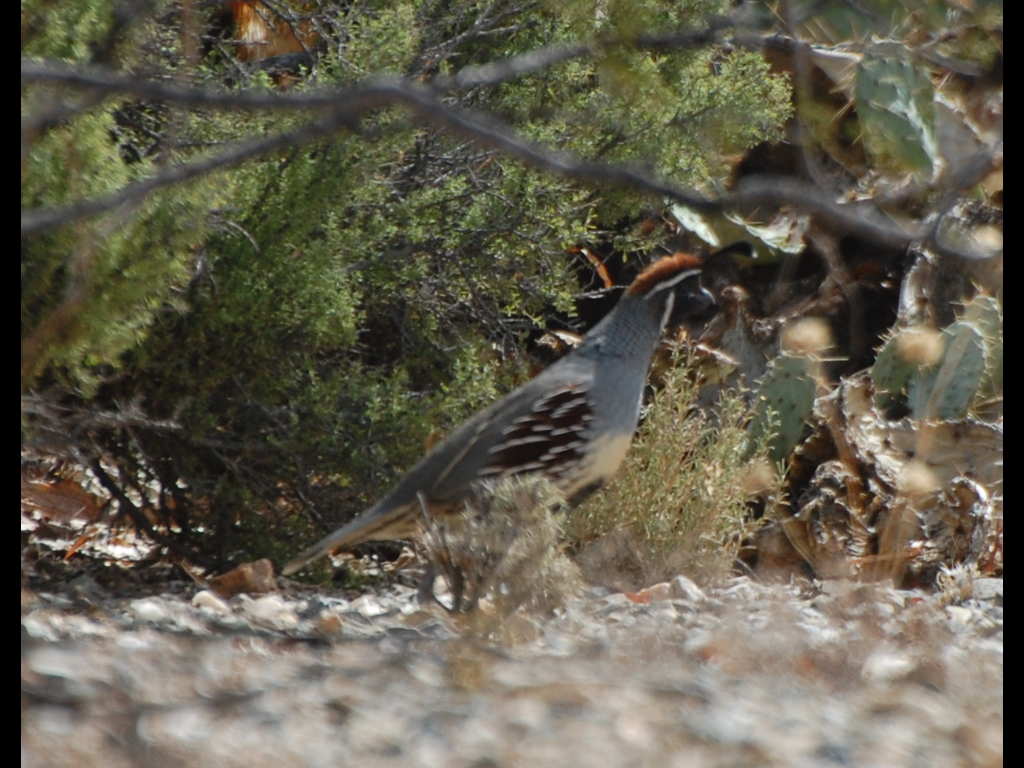 DSC_2957b.JPG