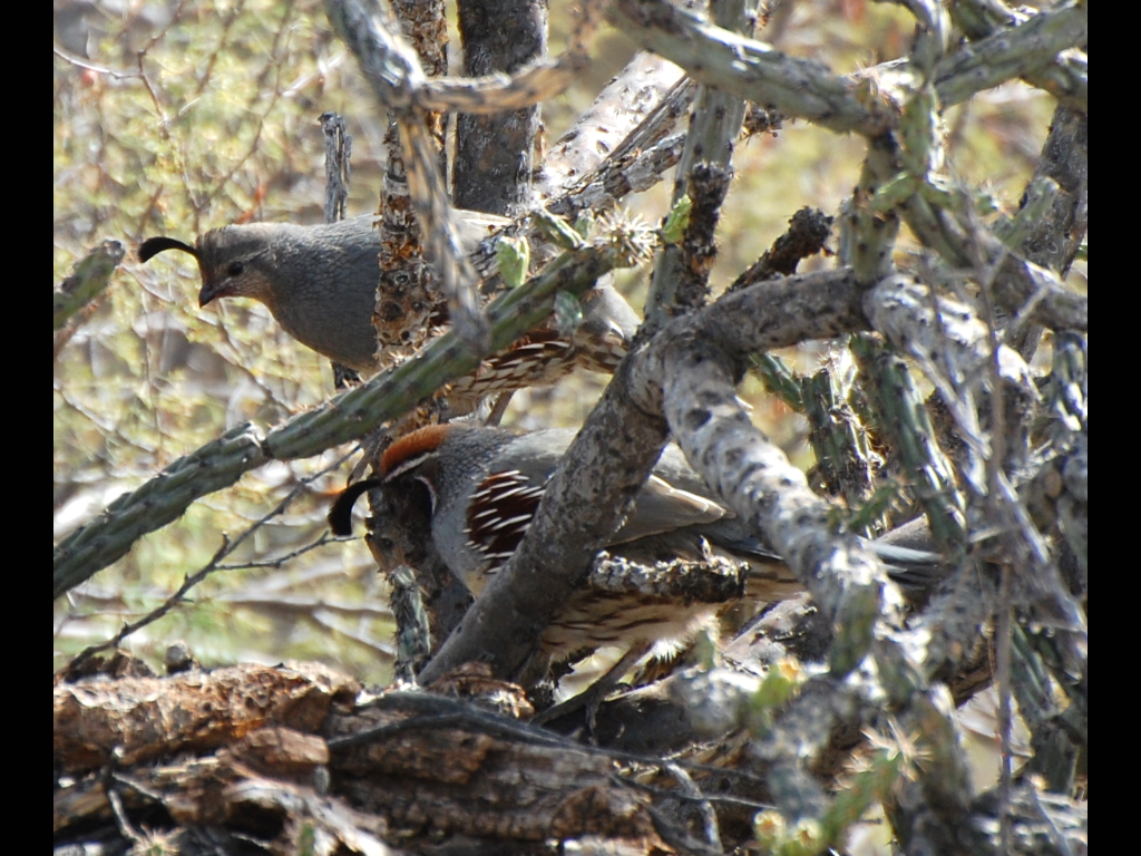 DSC_2981b.JPG