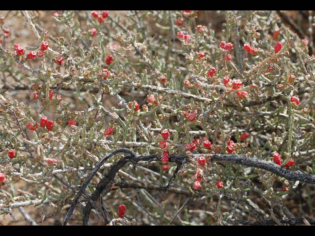DSC_3104b.JPG