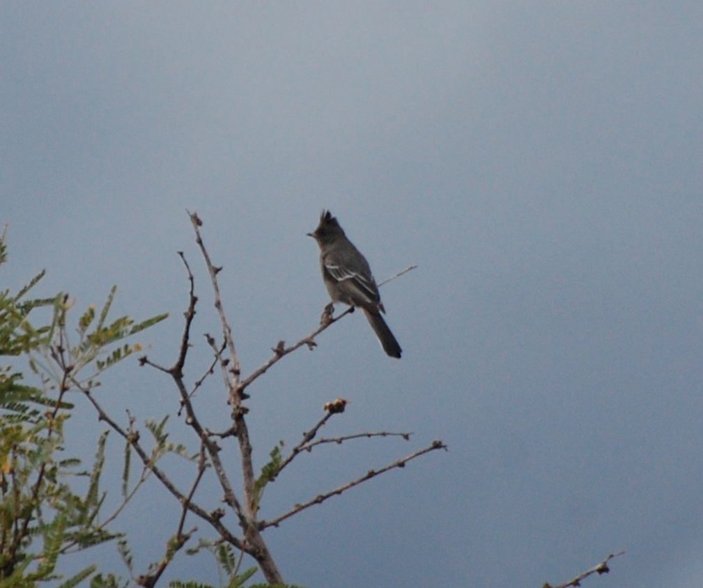DSC_3169b.JPG