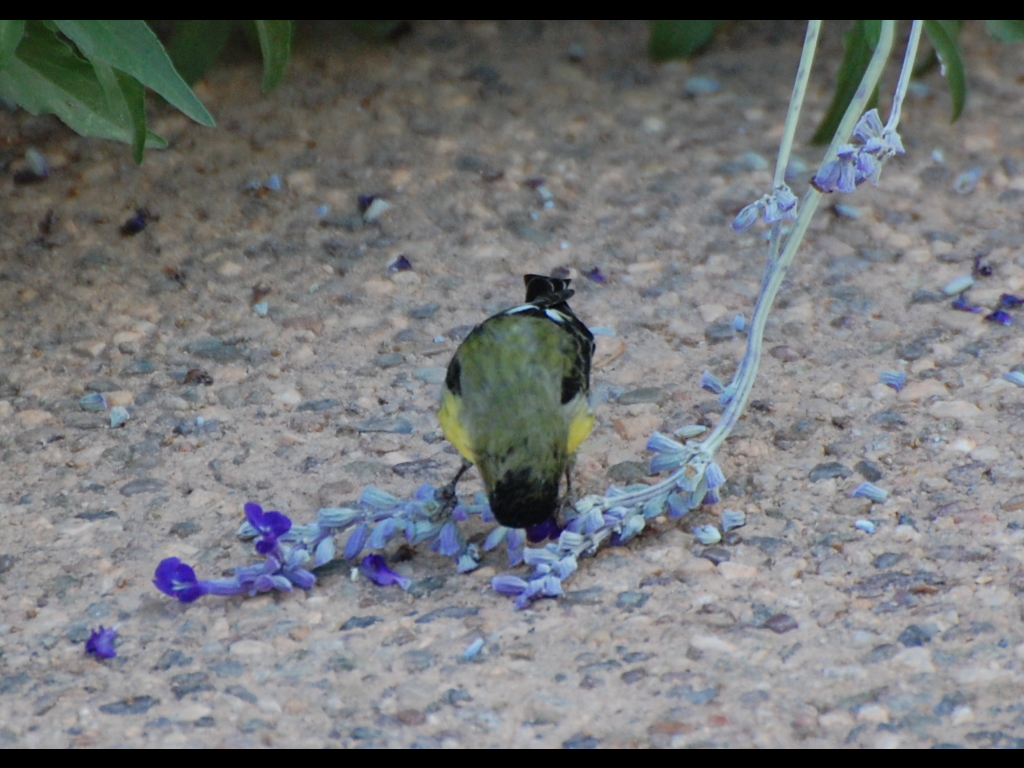 DSC_3251b.JPG
