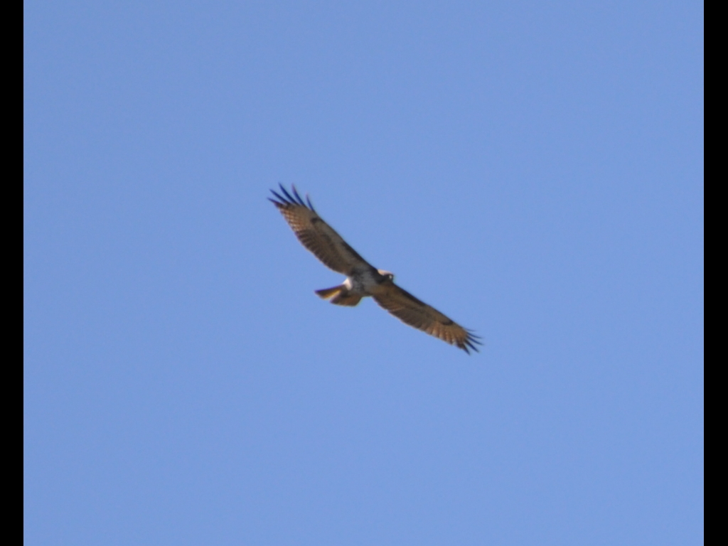 DSC_0614b.JPG