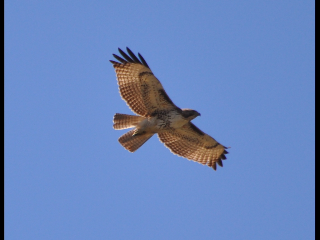 DSC_0644b.JPG