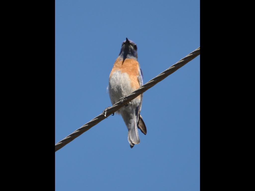 DSC_0849b.JPG