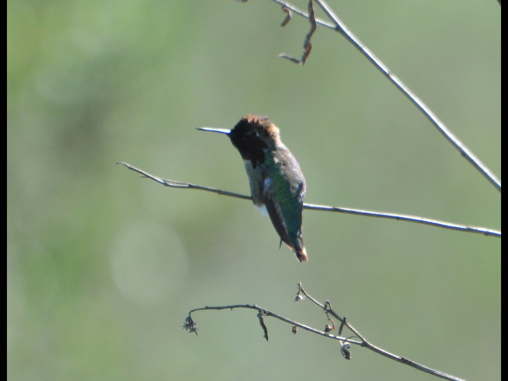 DSC_0037b.JPG