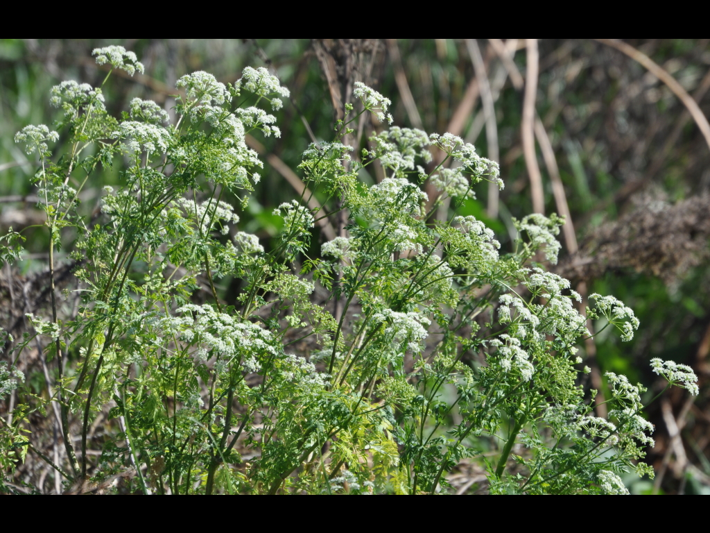 DSC_0047b.JPG