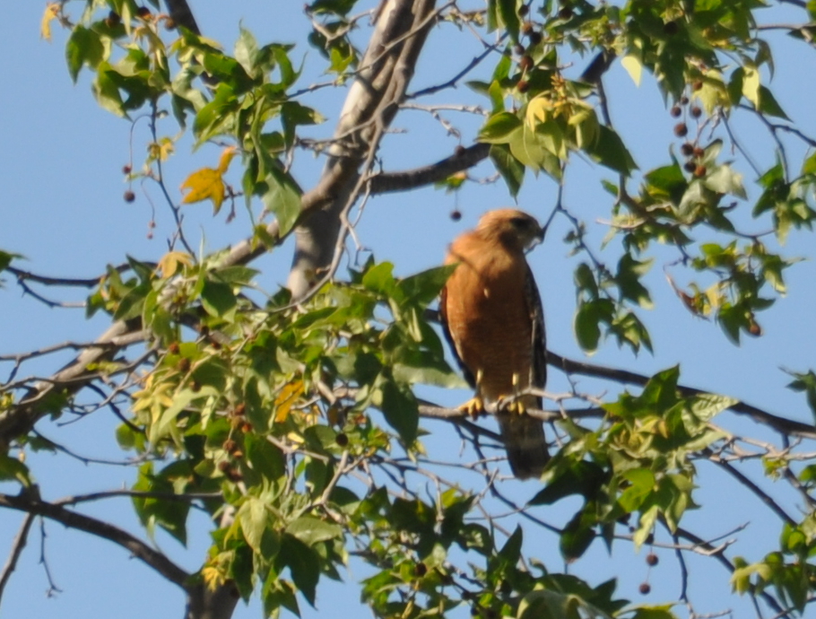 DSC_0143b.JPG