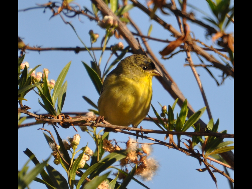 DSC_0316b.JPG