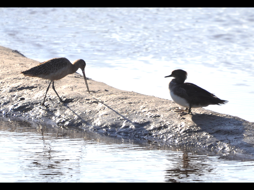 DSC_0400b.JPG