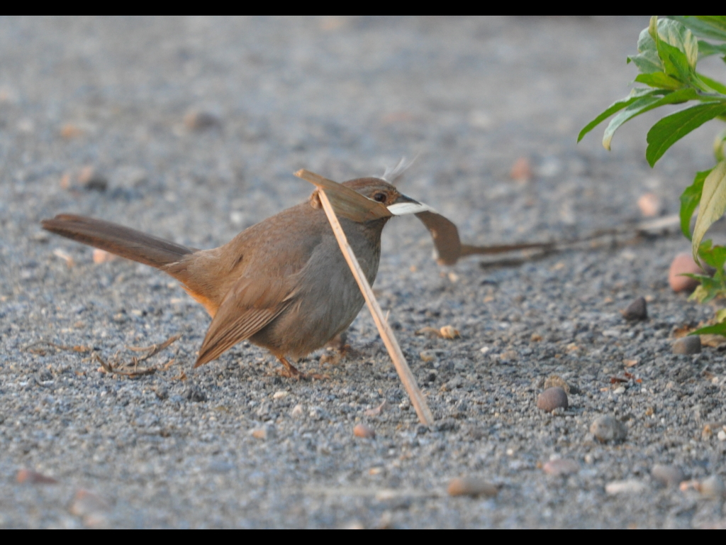 DSC_0857b.JPG