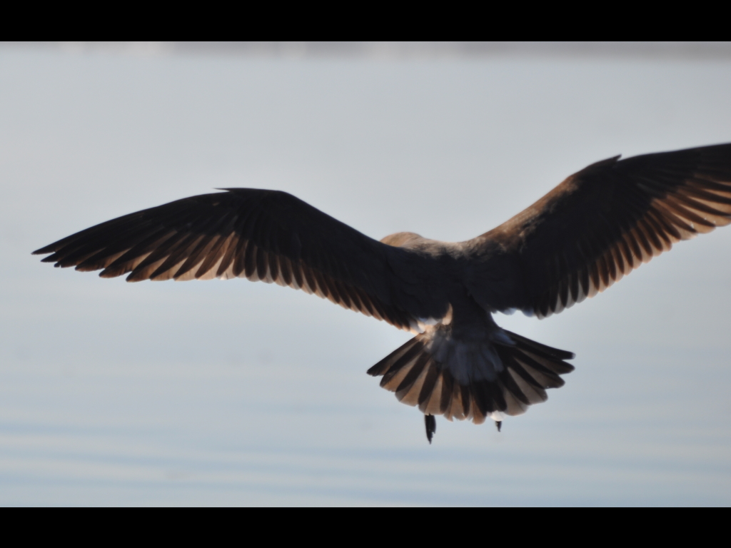DSC_0146b.JPG