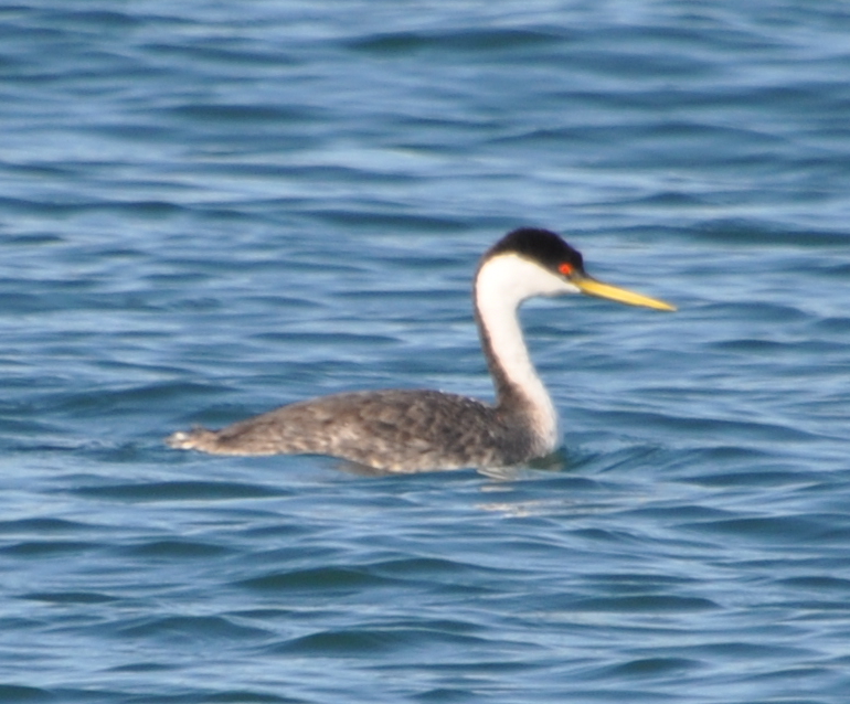 DSC_0330b.JPG