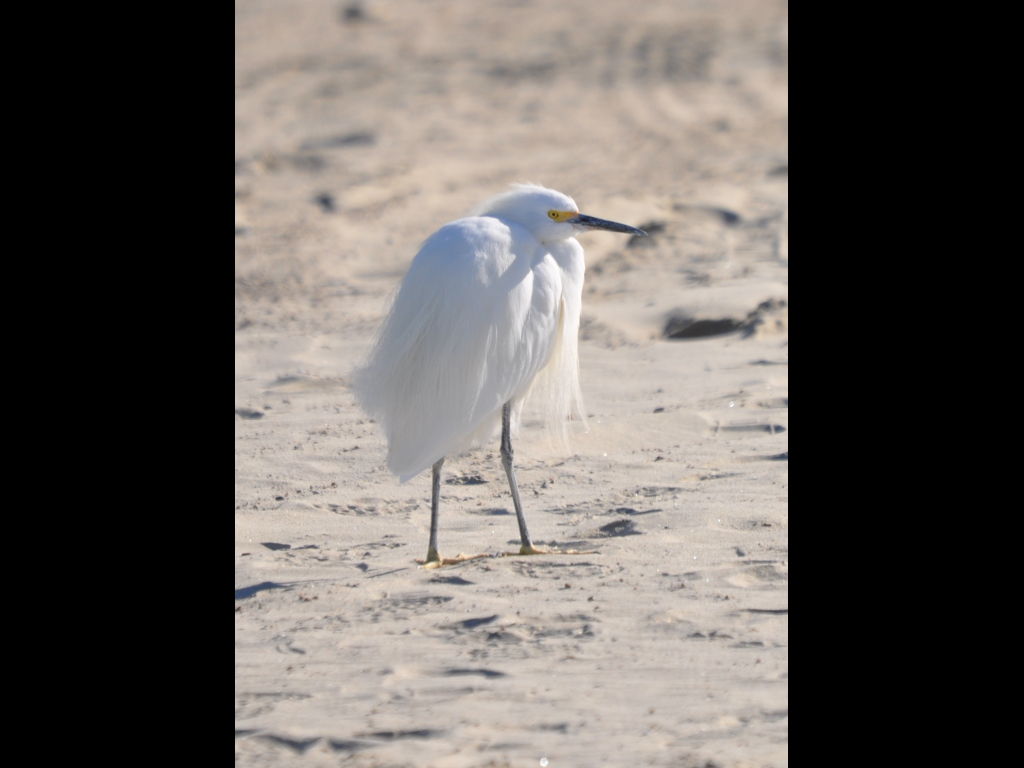 DSC_0436b.JPG