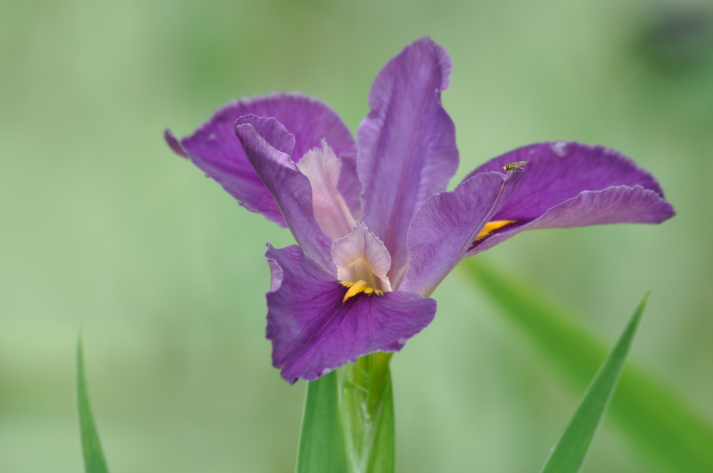 DSC_1331b.JPG