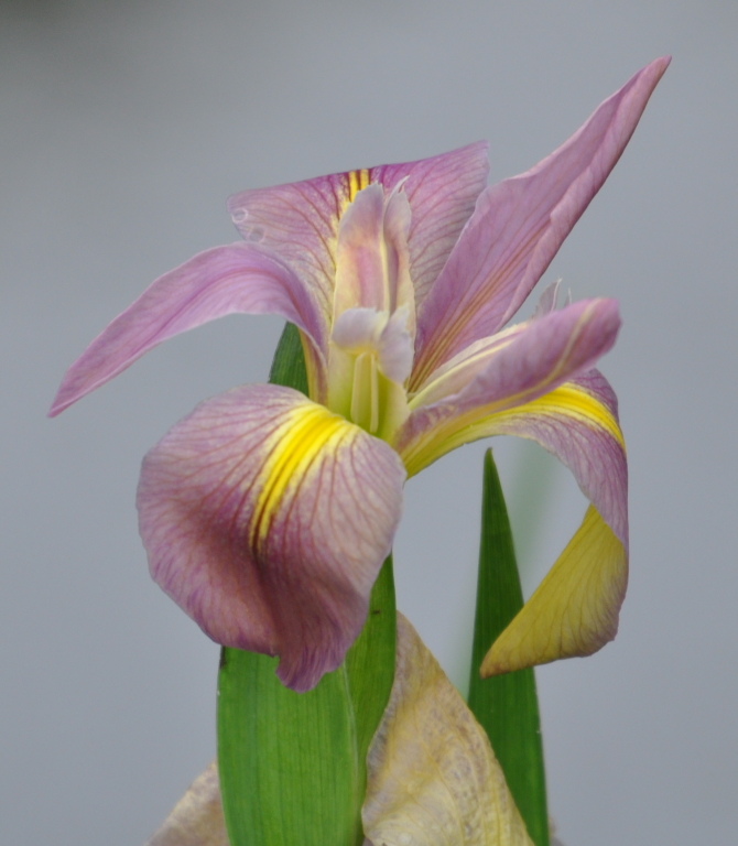 DSC_1348b.JPG