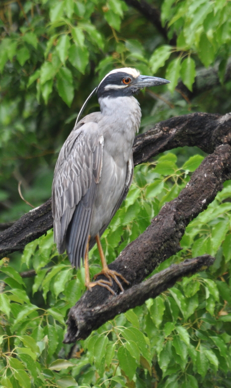 DSC_1351b.JPG