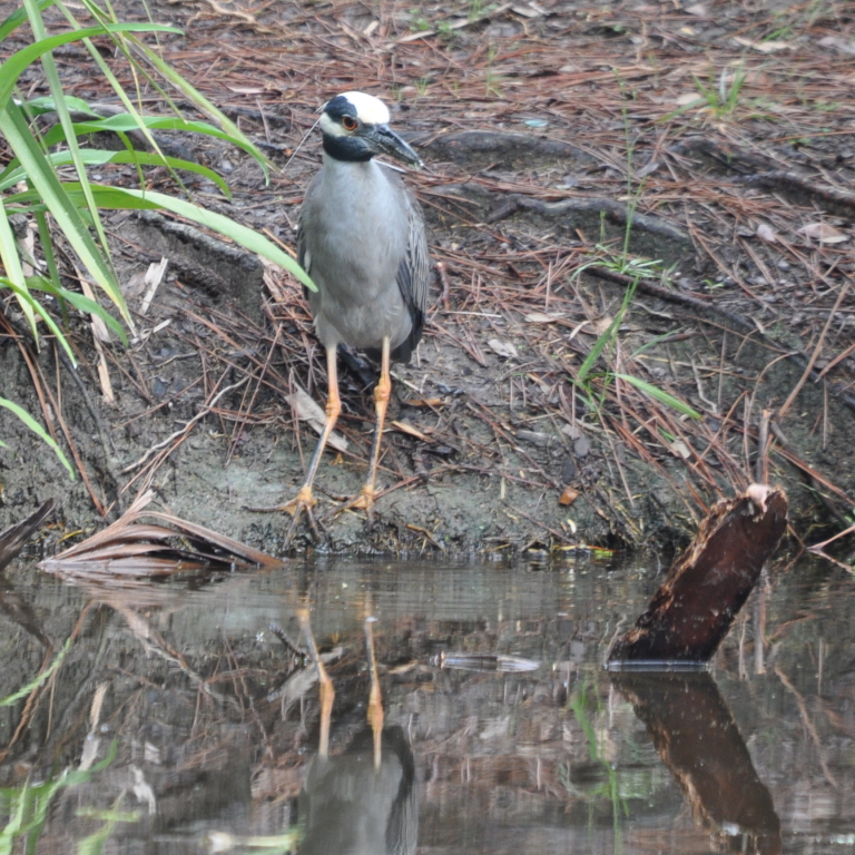 DSC_1381b.JPG