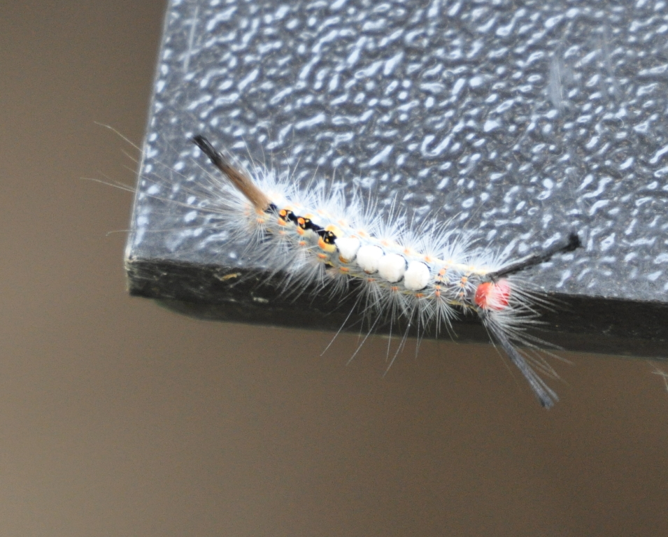 DSC_1398b.JPG