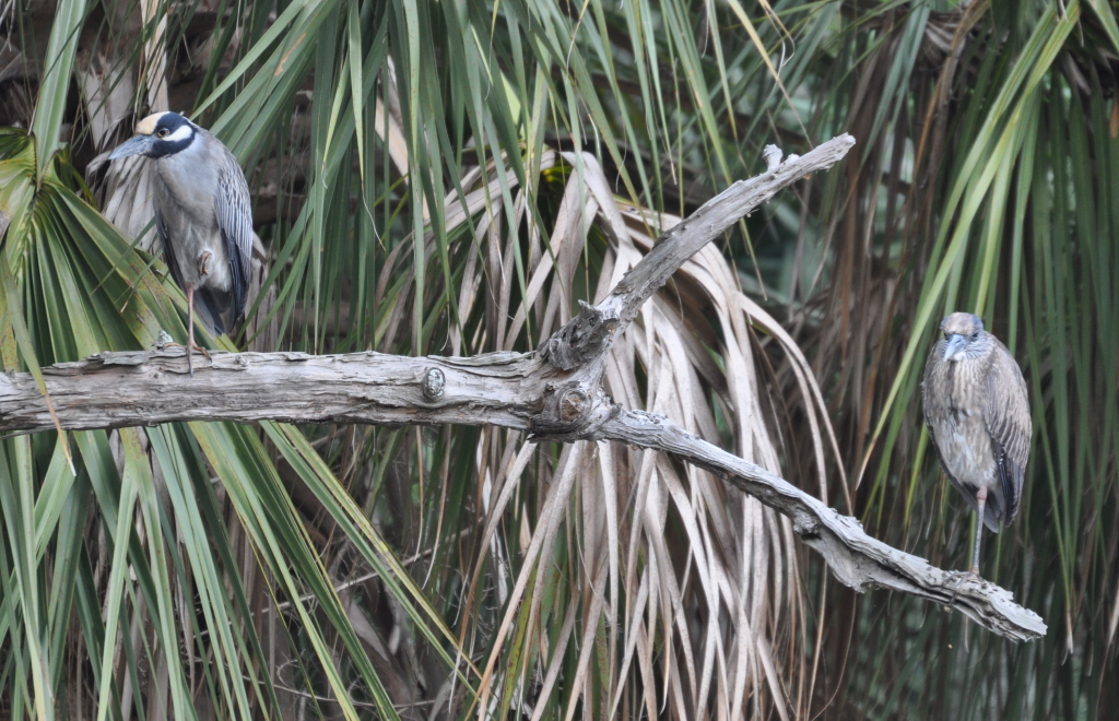 DSC_1400b.JPG