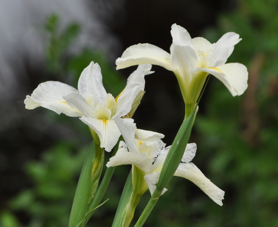 DSC_1447b.JPG