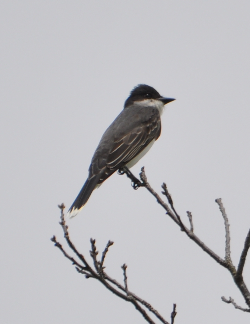 DSC_1523b.JPG