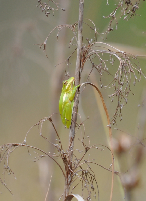DSC_1659b.JPG