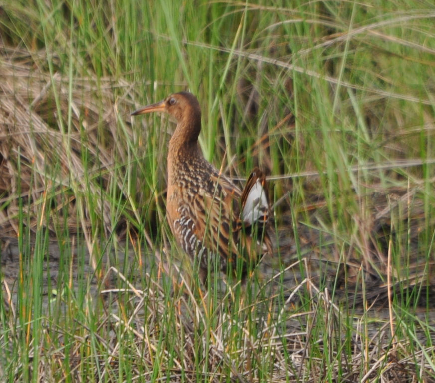 DSC_1722b.JPG