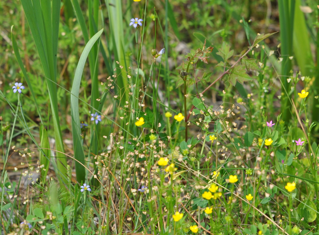 DSC_1873b.JPG