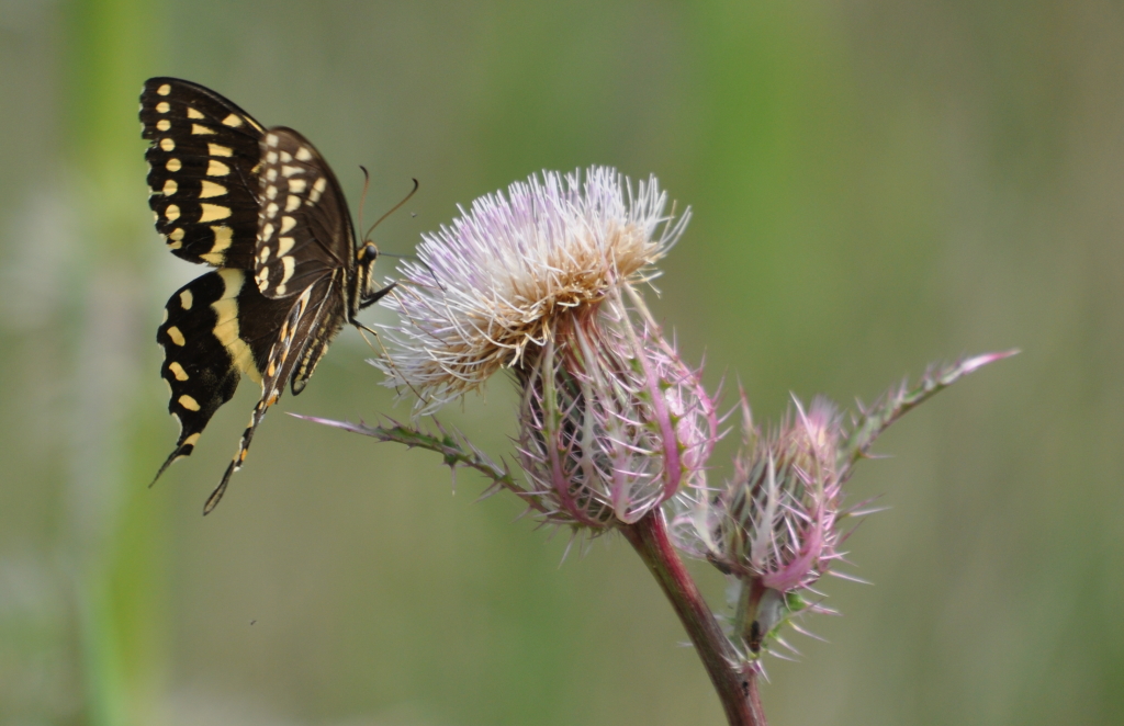 DSC_1884b.JPG