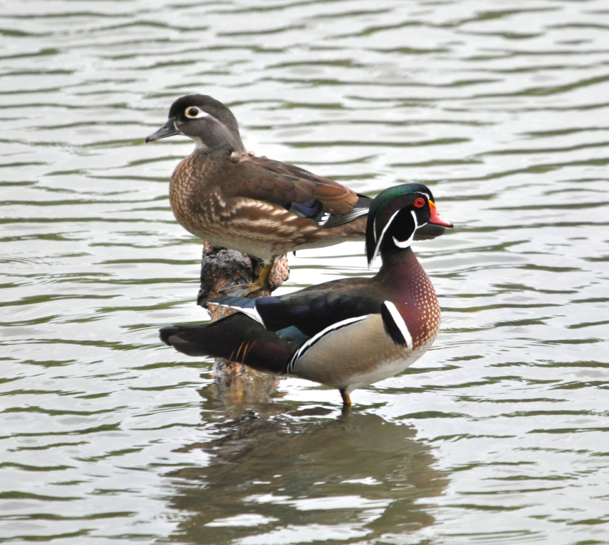 DSC_0141b.JPG